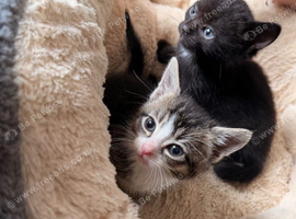 2 beautiful male kittens