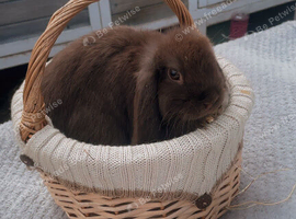 Mini lop