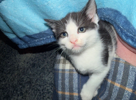 1 beautiful boy left ready NOW