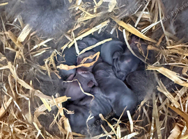 7 Mini lops - waiting list open
