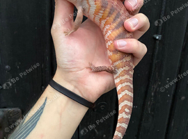 Northern Blue Tongue Skink babies