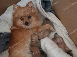 Pomeranian