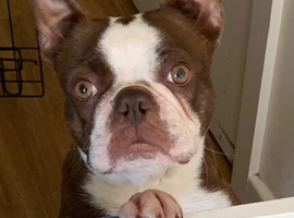 Female Boston Terrier