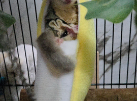 Male sugar glider for sale