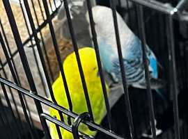 2 male budgies 1 year old &pound;20 each