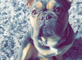 French bulldog for rehome