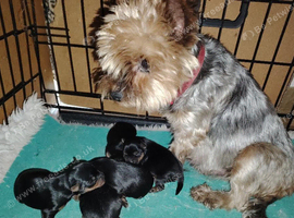 Gorgeous Yorkshire Terrier KC Girl Puppies For Sale