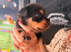 American Bull &times; Labrador &times; Rottweiler &times; German Shepherd