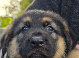 2 Straight Back Big Bone Puppies THEY ARE SOLD NOW