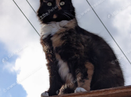 Gorgeous fluffy Calico kitten.