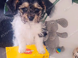 Beautiful Female Cavachon Looking for Her Forever Home   Our lovely female Cavachon is looking for a caring and loving new home. She is very friendly,