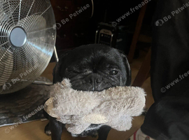 black pug/ age: 4