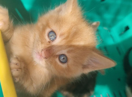 Ginger needs a forever home