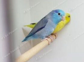 Parrotlet pair wanted