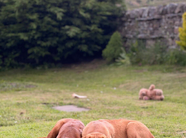 Lovely litter of Labradors only 4 left