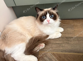 Pedigree ragdoll female