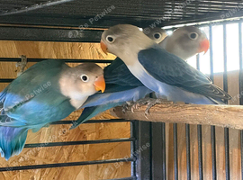 Blue mask Lovebird for sale