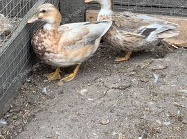 Pair of call ducks