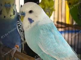 Male budgie available for sale