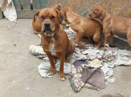 Boxer x Rottweiler