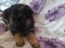 Straight back German shepherd pups