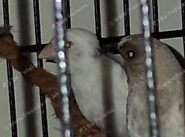 Young pair just finished moult