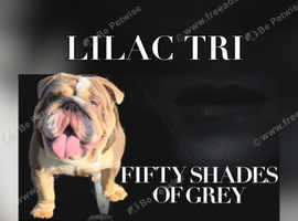 Mr Grey for stud