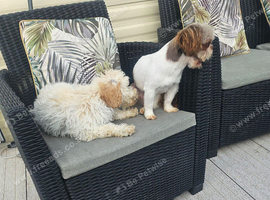 Stunning cavapoo boy