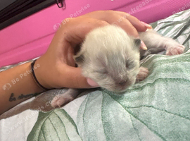1 week ragdolls not ready for homes yet