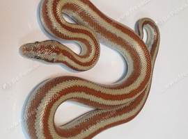 Wanted - male mid baja rosy boa