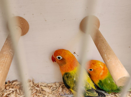 Green Euwing opaline and green opaline split both blue
