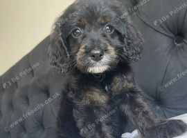 F1 cockapoo puppies last girl