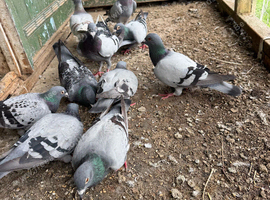 Pigeons