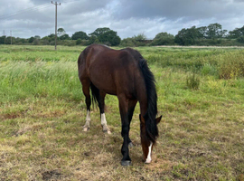 2 year old cobs