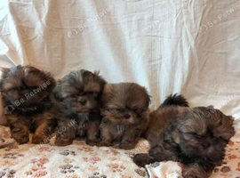 Shih Tzu Puppies Ready to go to New Homes