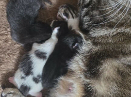 4 kittens available soon