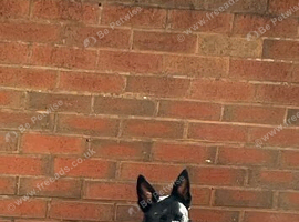 Border collie