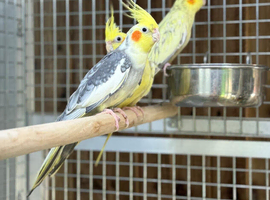 Cockatiel pao