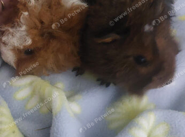 Marino x baby boars