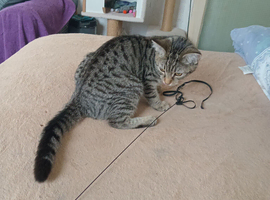Kitten