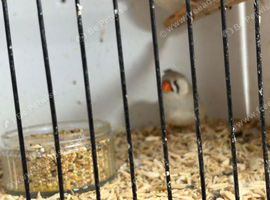 X5 zebra finches