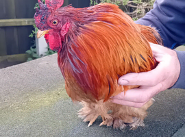 Pekin cockerel