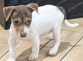 Jack Russell pups