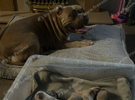 American pocket bully