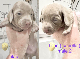 KC REGISTERED FULL PEDIGREE Miniature smooth coat Dachshund Puppies!