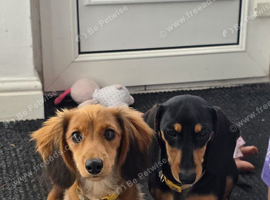 Two dachshunds