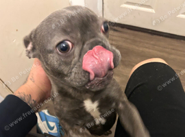 Female 1 year old French bulldog