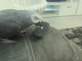 Congo African grey female