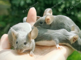Fancy mice, cages, accessories
