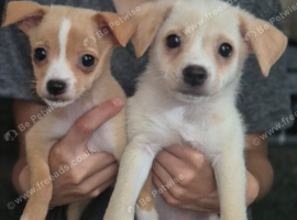 Jack Russell x Pomeranian